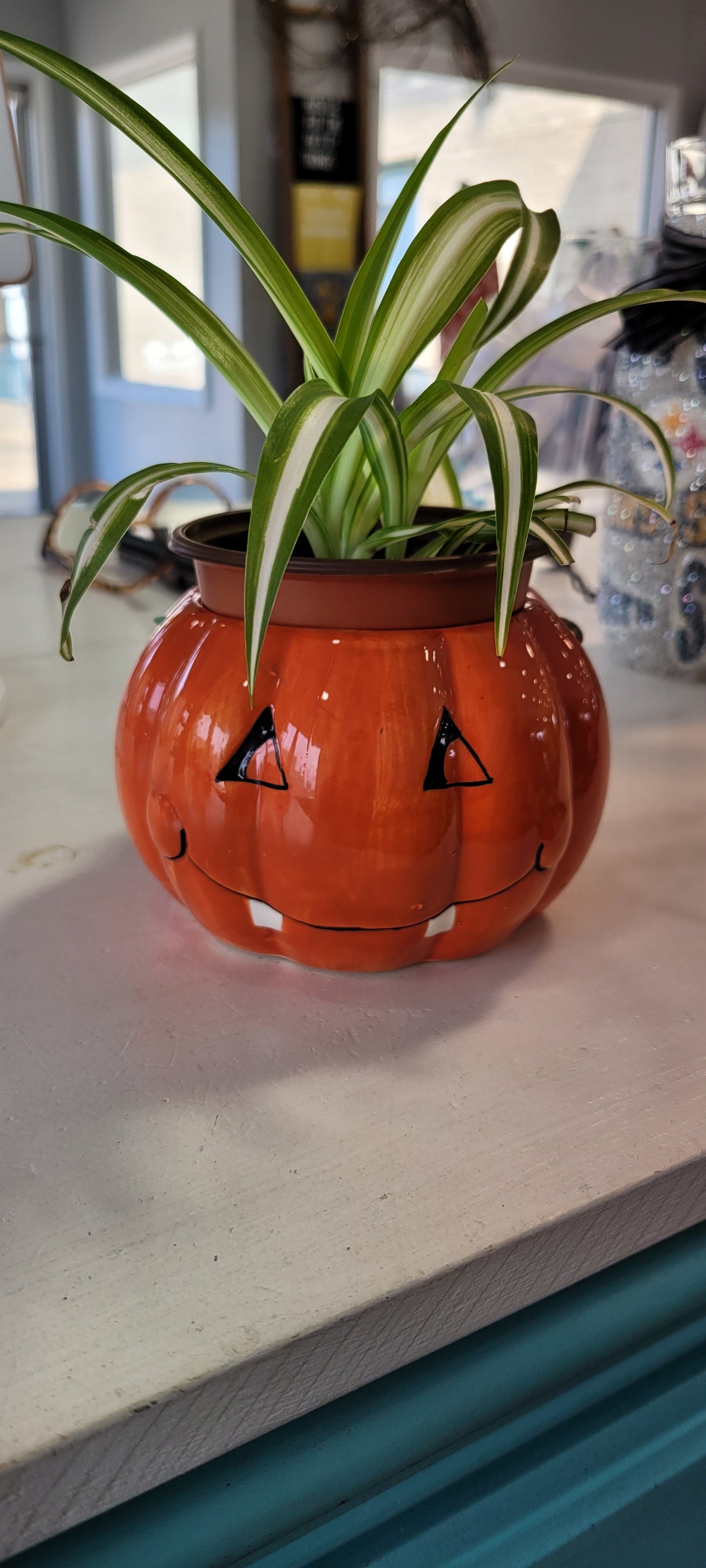 Pumpkin spider plant